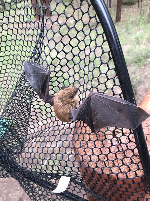 Bat Removed From Cabin