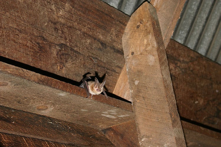 Bats In Attic Pinetop Lakeside AZ