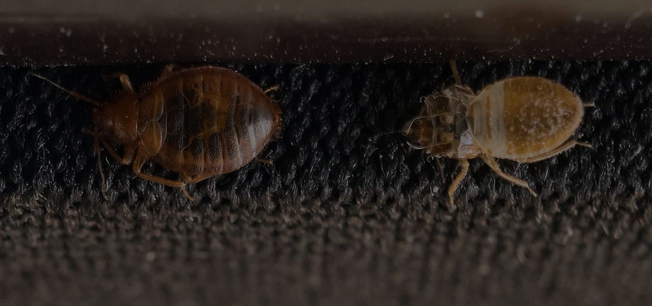 Bed Bug Castings Picture