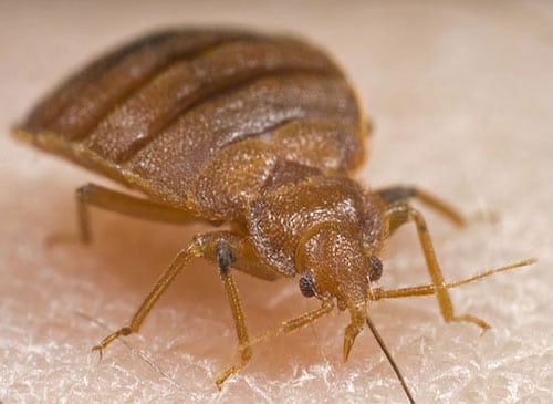 Bed Bugs Pictures