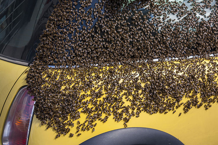 Bee Swarm Phoenix AZ