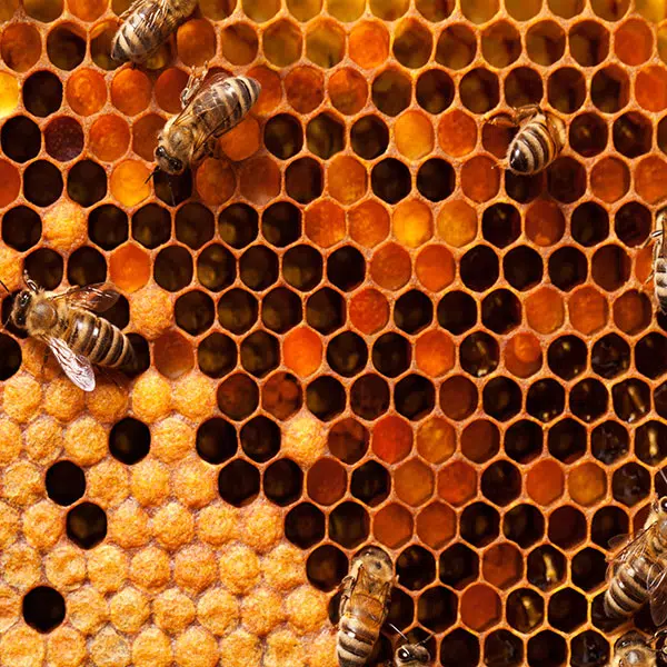 Bees And Honeycomb