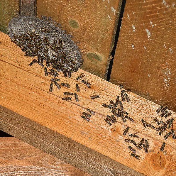 Bees And Wasps In Attic