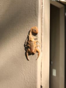 Can Scorpions Climb Walls | Scorpion Control Phoenix