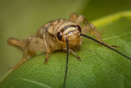 Crickets Pest Control