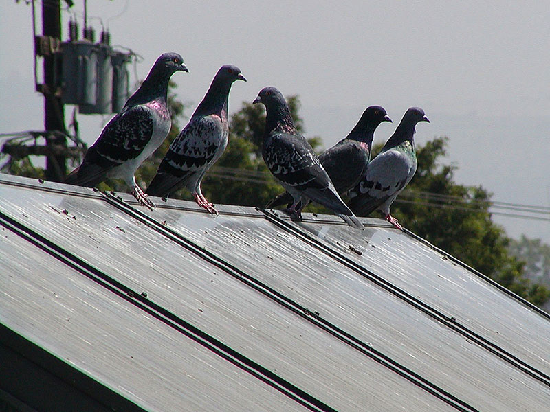 Pigeon Solar Barriers Phoenix AZ