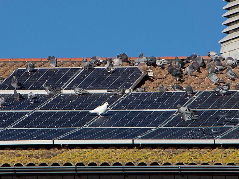 Pigeons Living Under Solar Panels