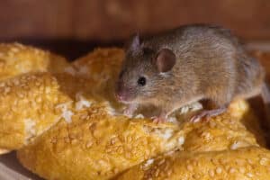 Rodent Control & Removal | Mice & Rats | Goldshot ...