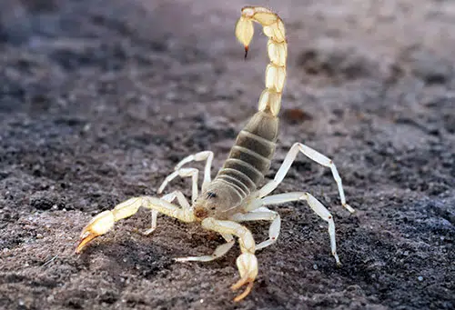 Scorpion Control Phoenix AZ