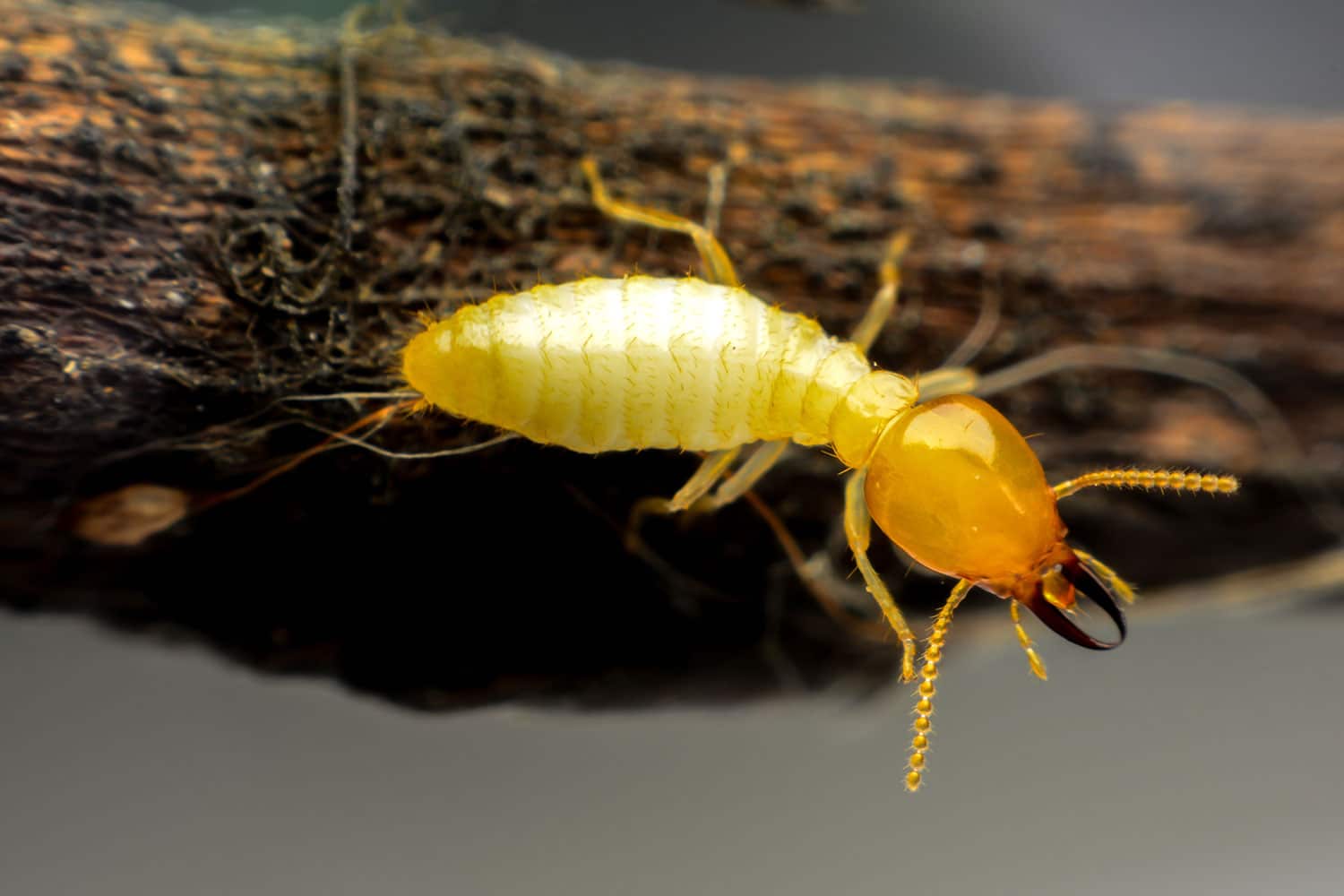 Termite Treatment Phoenix AZ