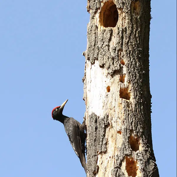 Woodpecker Damage To Tree