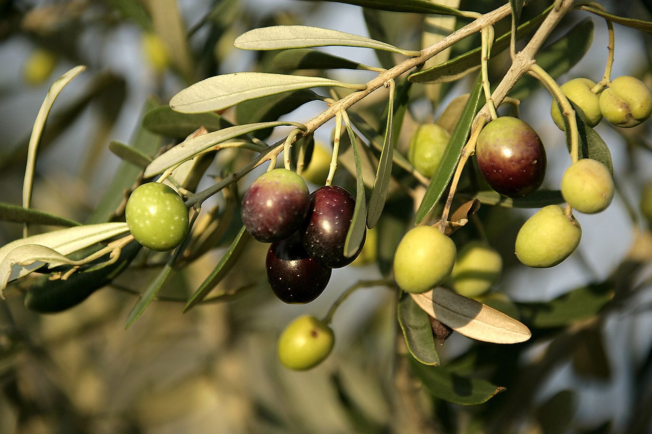 Olive Tree Spraying