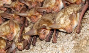 Bat Cones Are How To Remove Bats From An Attic