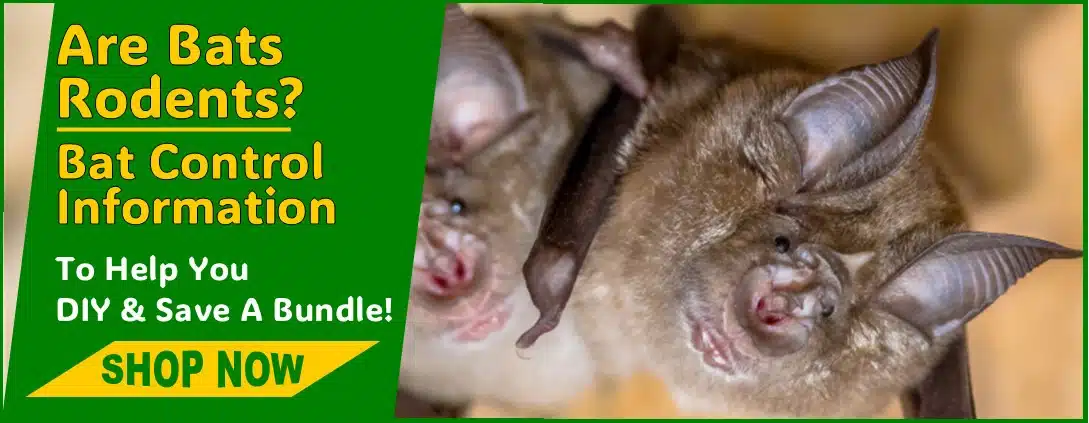 Are Bats Rodents Are Bats Rodents