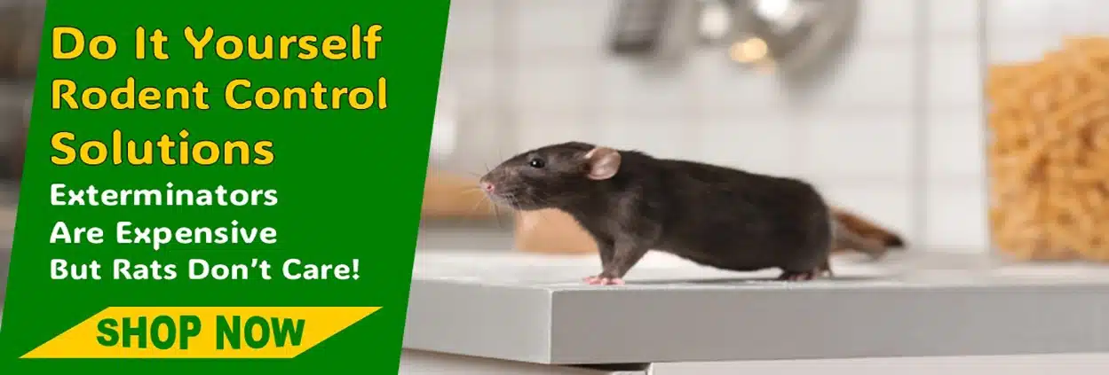 DIY Rodent Control Products