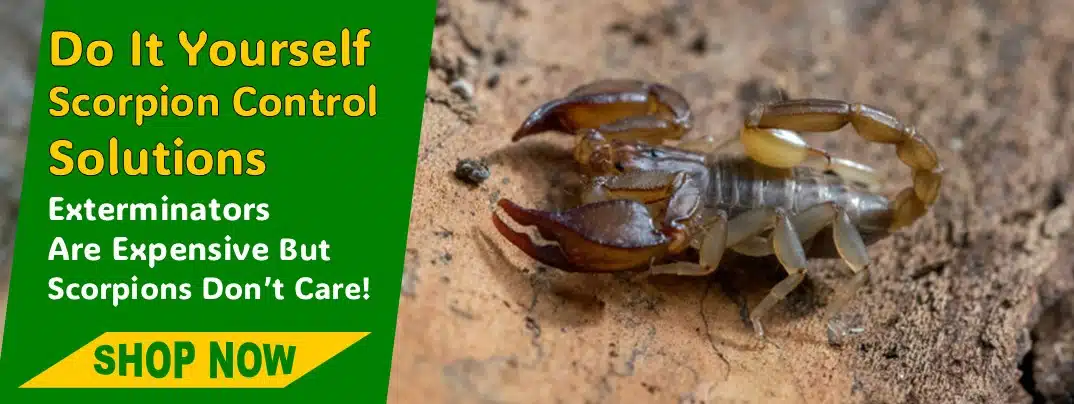 DIY Scorpion Control Products DIY Scorpion Control Products