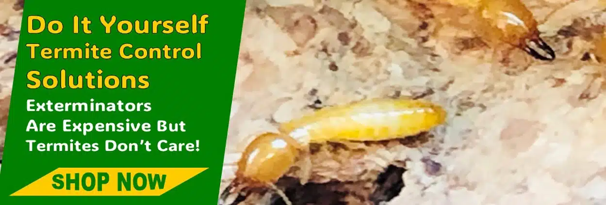 DIY Termite Control Products