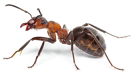Shop For DIY Ant Control Products