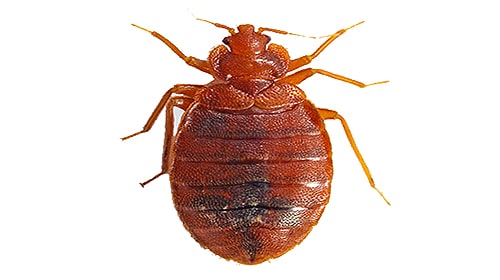 Shop For DIY Bed Bug Control Products