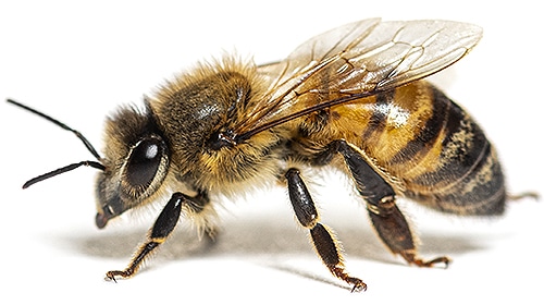 Shop For DIY Bee Control Products