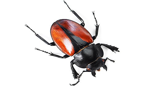 Shop For DIY Beetle Control Products
