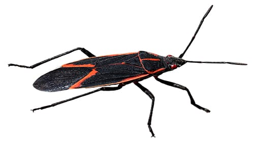 Shop For DIY Boxelder Bug Control Products