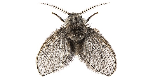 Shop For DIY Drain Fly Control Products