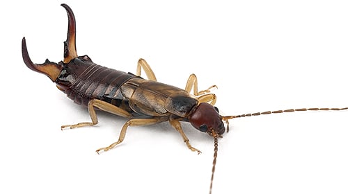 Shop For DIY Earwig Control Products