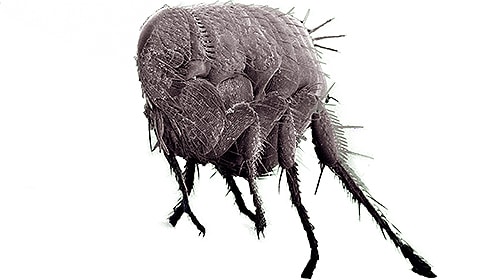 Shop For DIY Flea Control Products