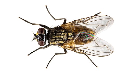 Shop For DIY Fly Control Products