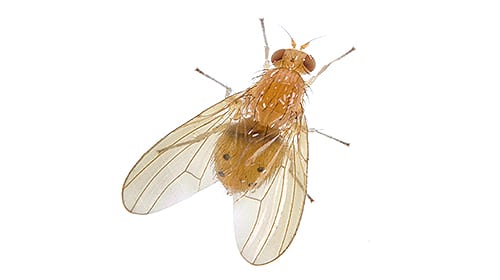 Shop For DIY Fruit Fly Control Products