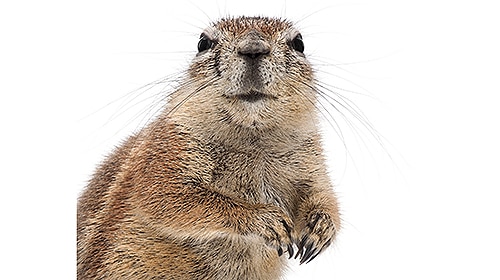 Shop For DIY Gopher Control Products