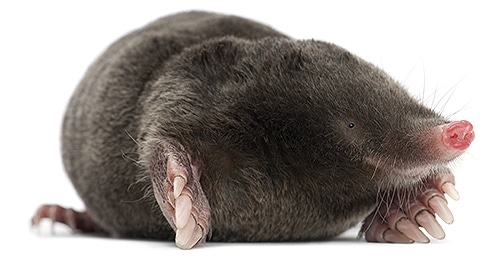 Shop For DIY Mole Control Products