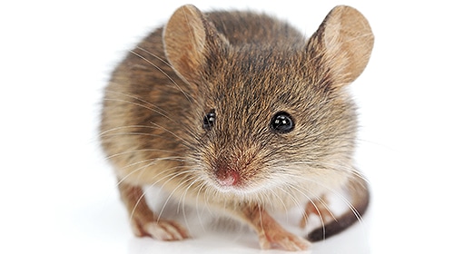 Shop For DIY Mouse Control Products