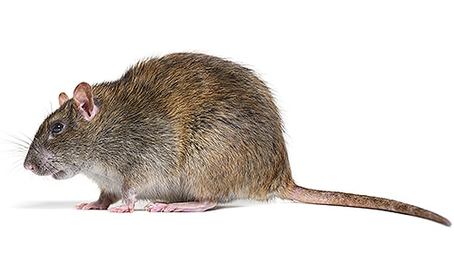 Shop For DIY Rat Control Products