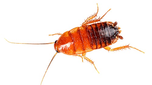 Shop For DIY Cockroach Control Products