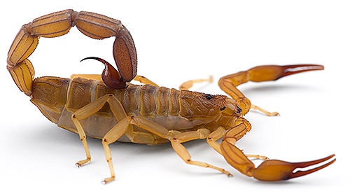 Shop For DIY Scorpion Control Products