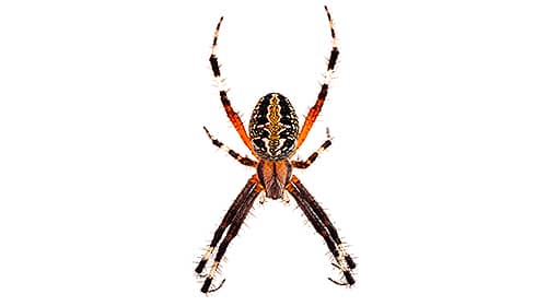 Shop For DIY Spider Control Products