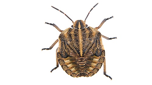 Shop For DIY Stink Bug Control Products