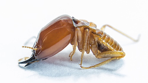 Shop For DIY Termite Control Products