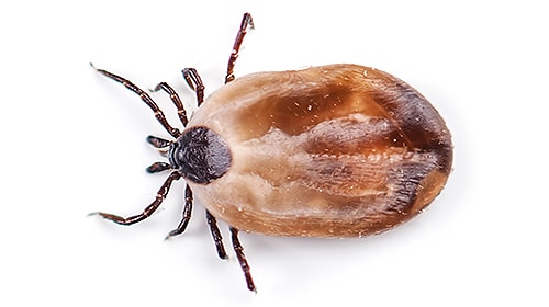 Shop For DIY Tick Control Products
