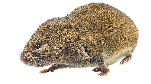 Shop For DIY Vole Control Products