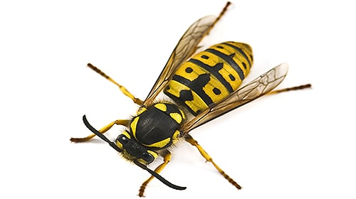 Shop For DIY Wasp Control Products