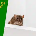 How Do I Get Rid Of Mice In My House