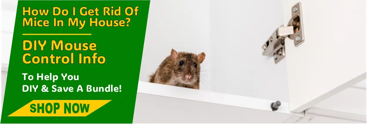 How Do I Get Rid Of Mice In My House